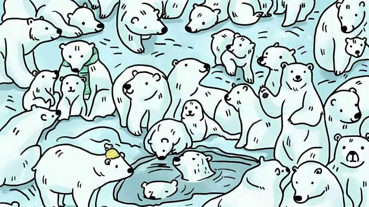Find the seal