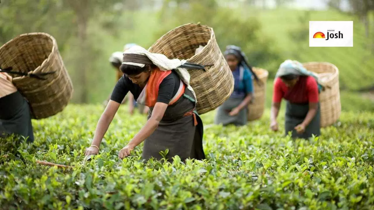 Which State Is the Highest Producer of Tea in India