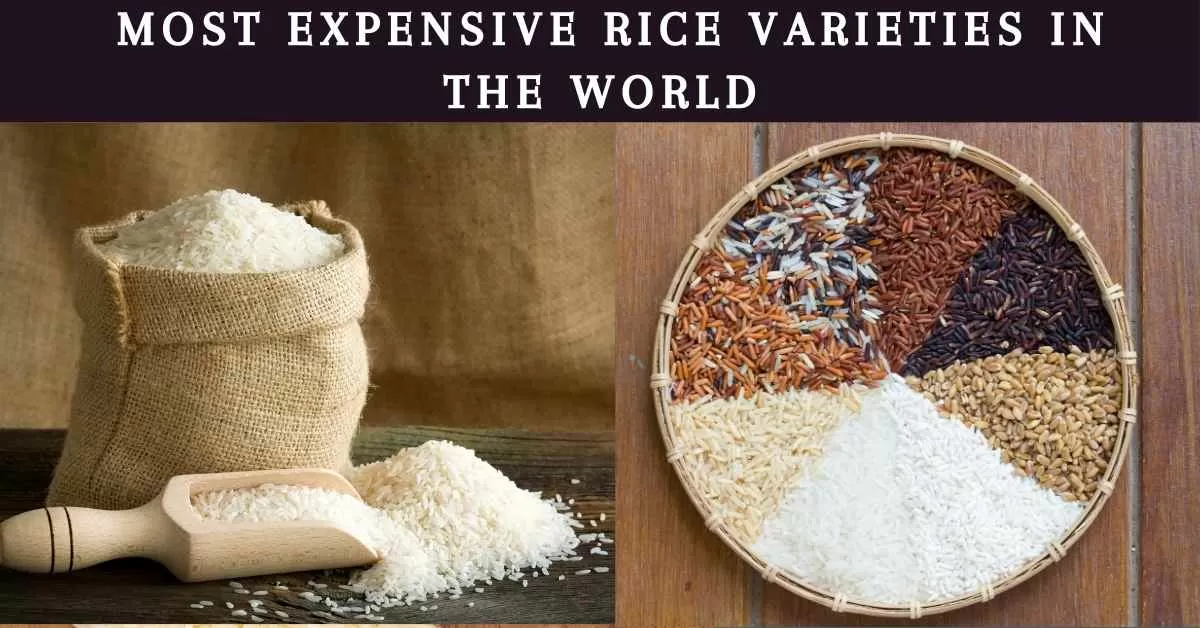  Most Expensive Rice Varieties In The World
