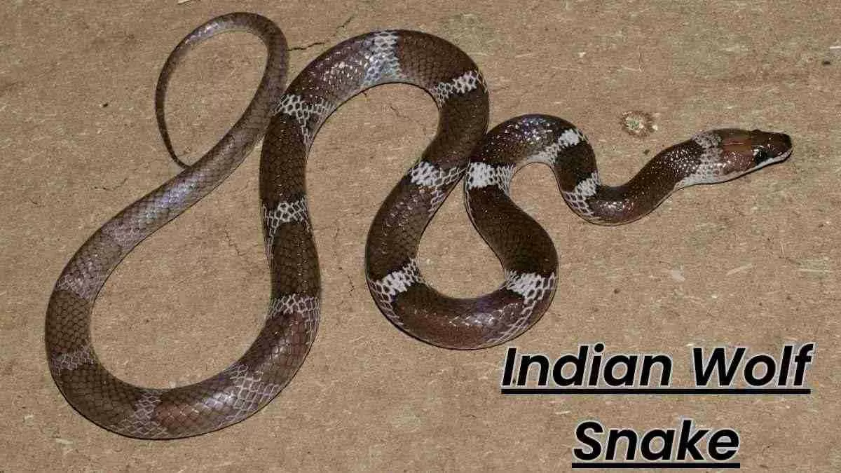 Lycodon aulicus, which is also commonly known as Indian Wolf Snakes or common wolf snakes.