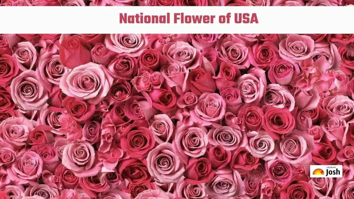 National Flower of USA