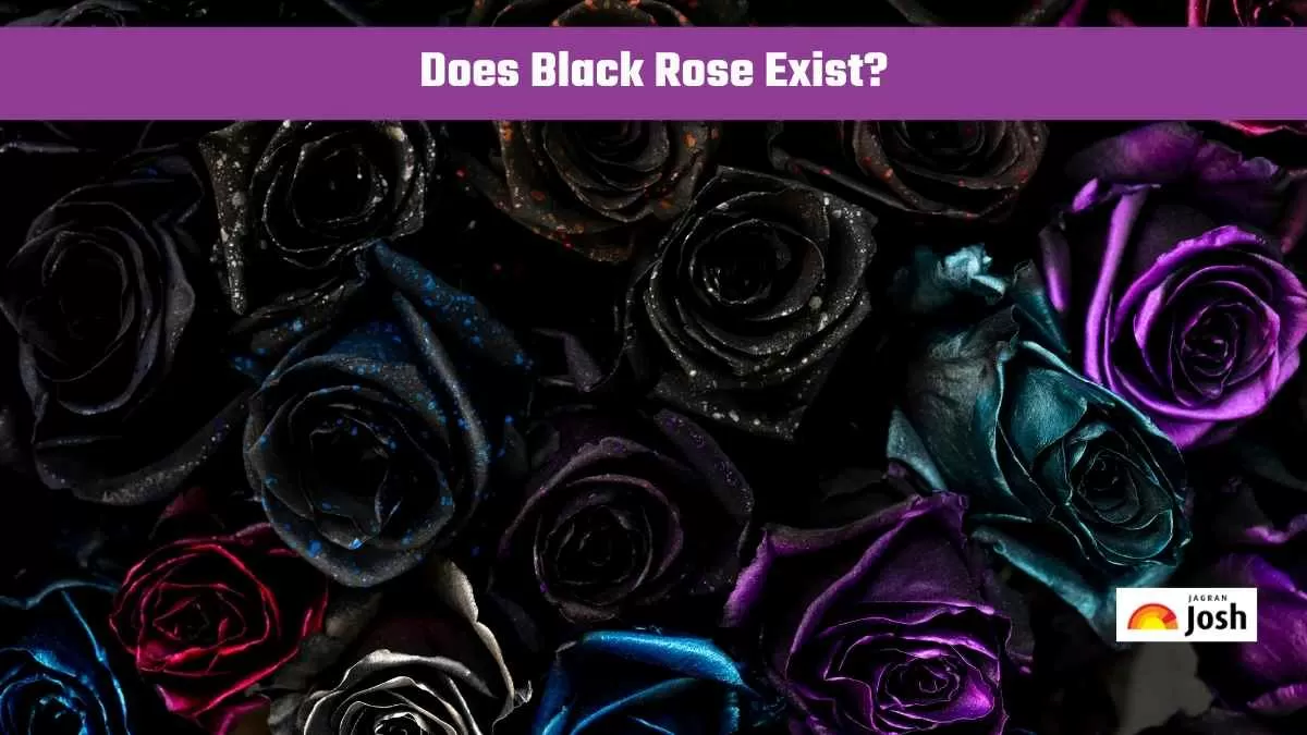 Black Rose