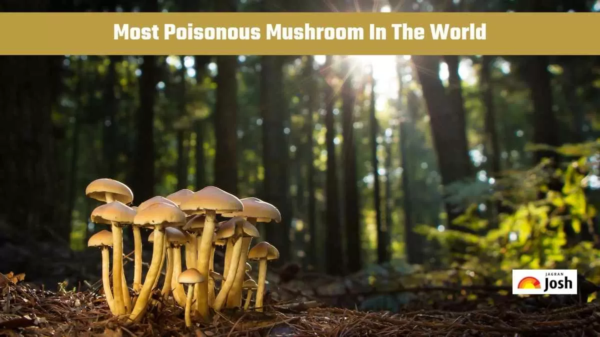 Poisonous Mushrooms