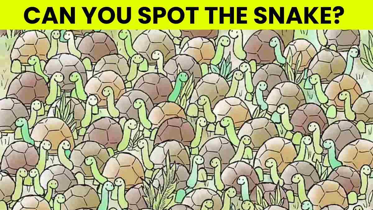 Optical Illusion IQ Test: One Snake Hiding Among 100+ Turtles! Can You Spot It In 5 Seconds?
