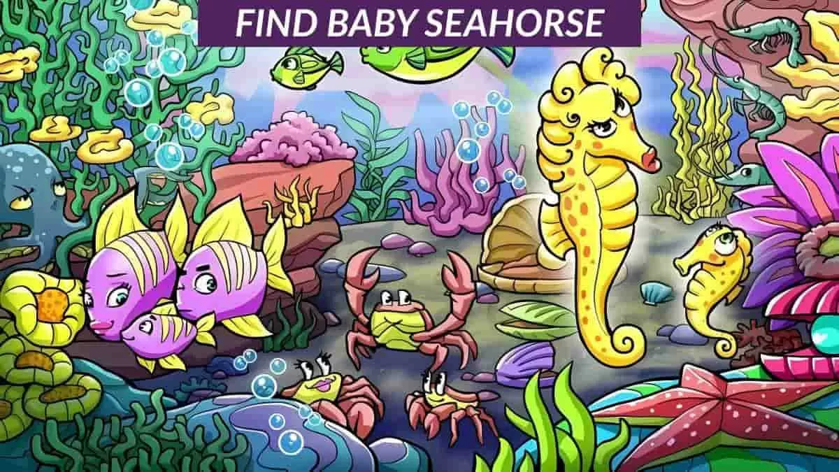 Find the baby seahorse