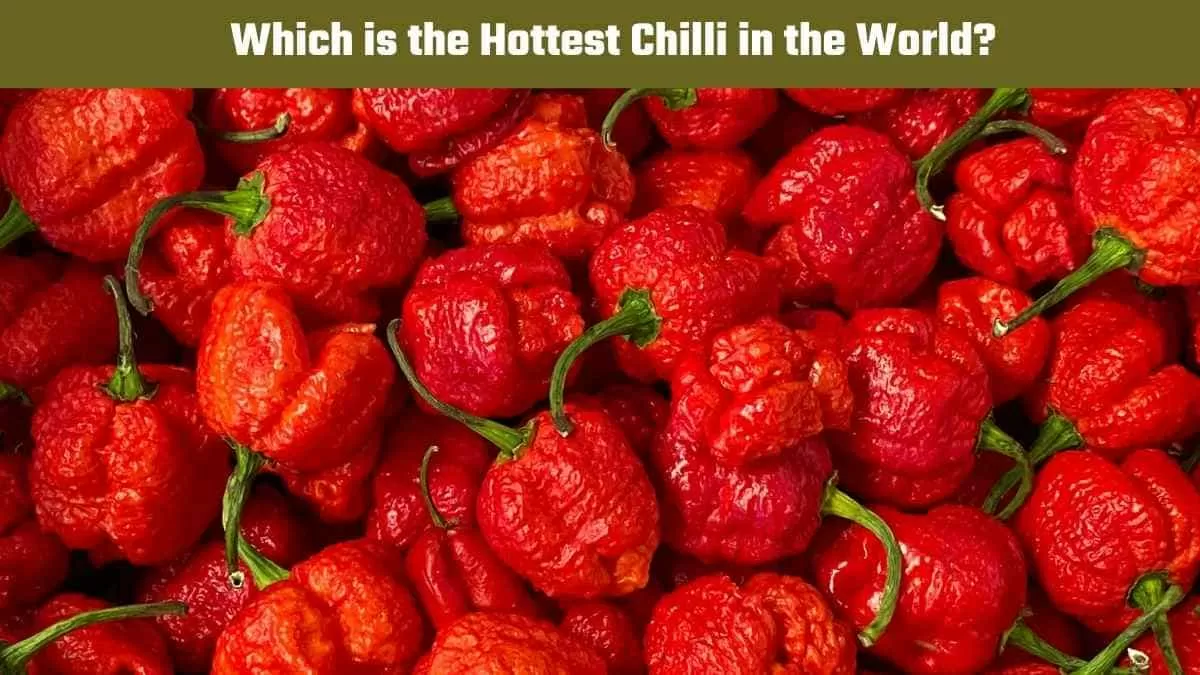 hottest chilli in the world 