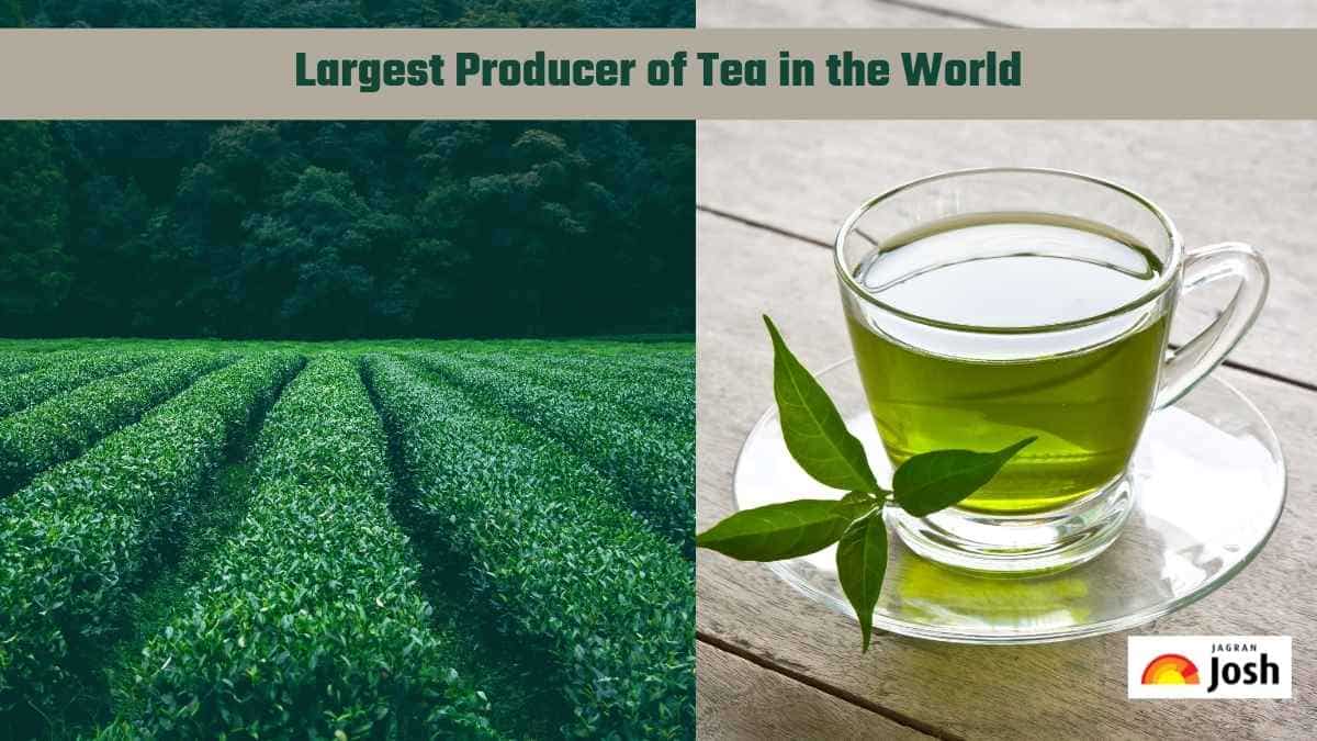 Which Country is the Largest Producer of Tea in the World? Check Top 10 Country List Here