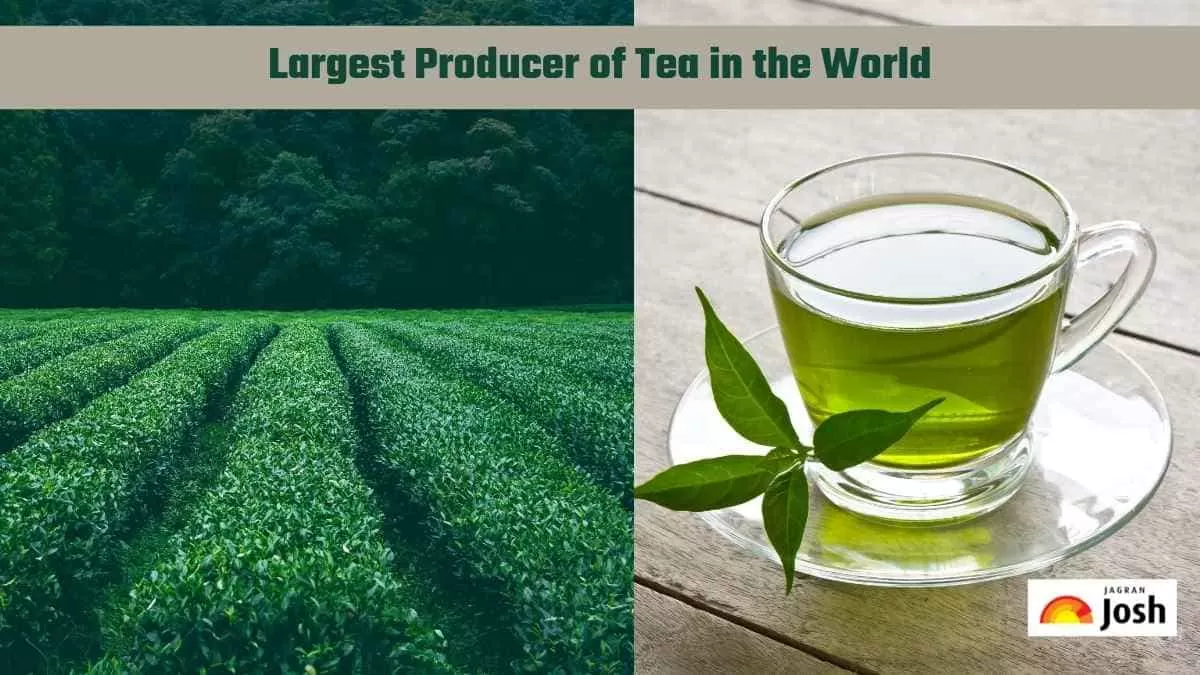 tea producer