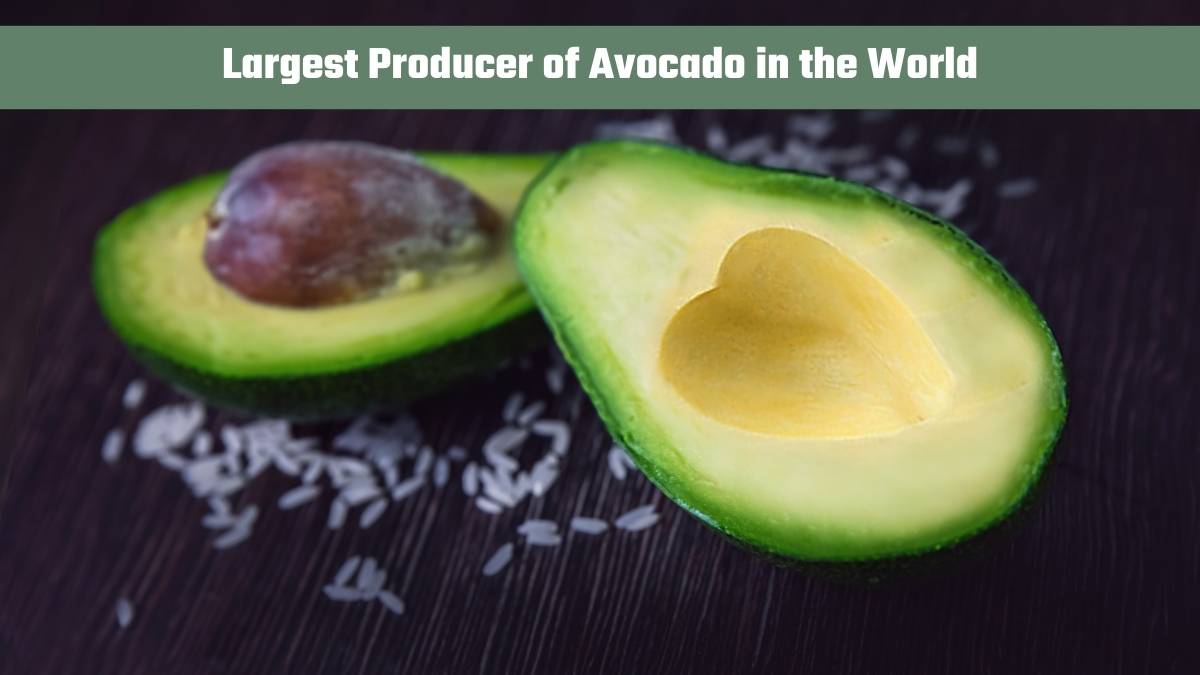 Which Country is the Largest Producer of Avocado in the World? Check List Here
