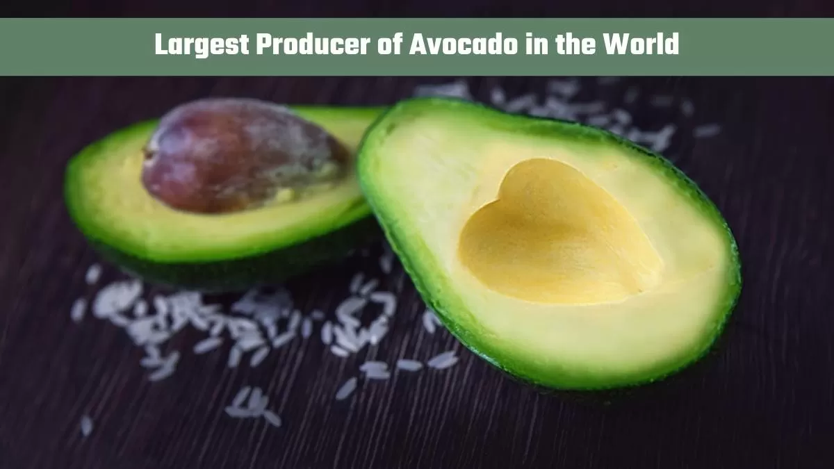 Which Country is the Largest Producer of Avacado in the World \