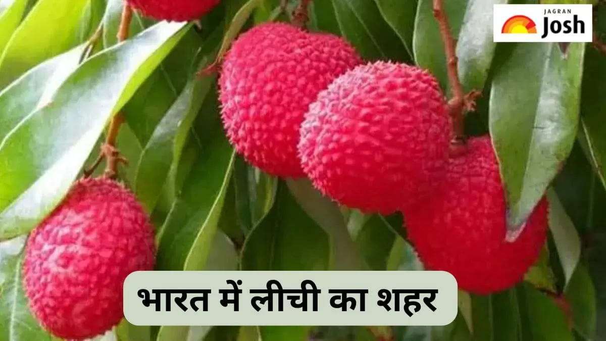 भारत में लीची का शहर 