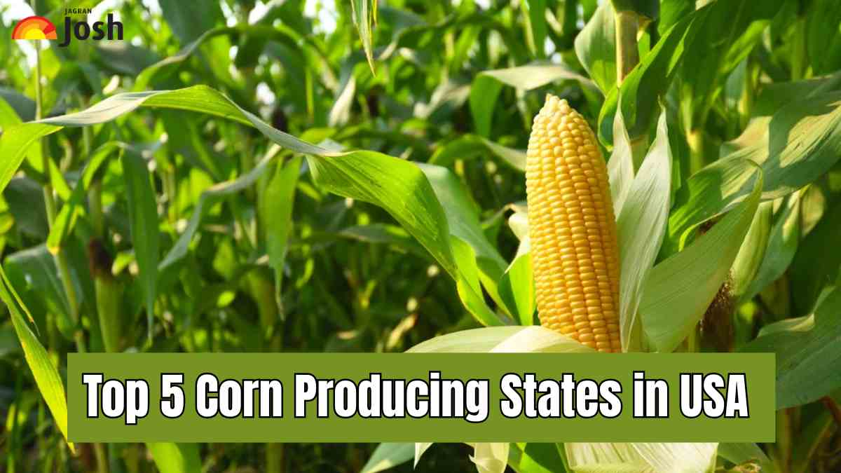 Top 5 States Producing Corn in U.S