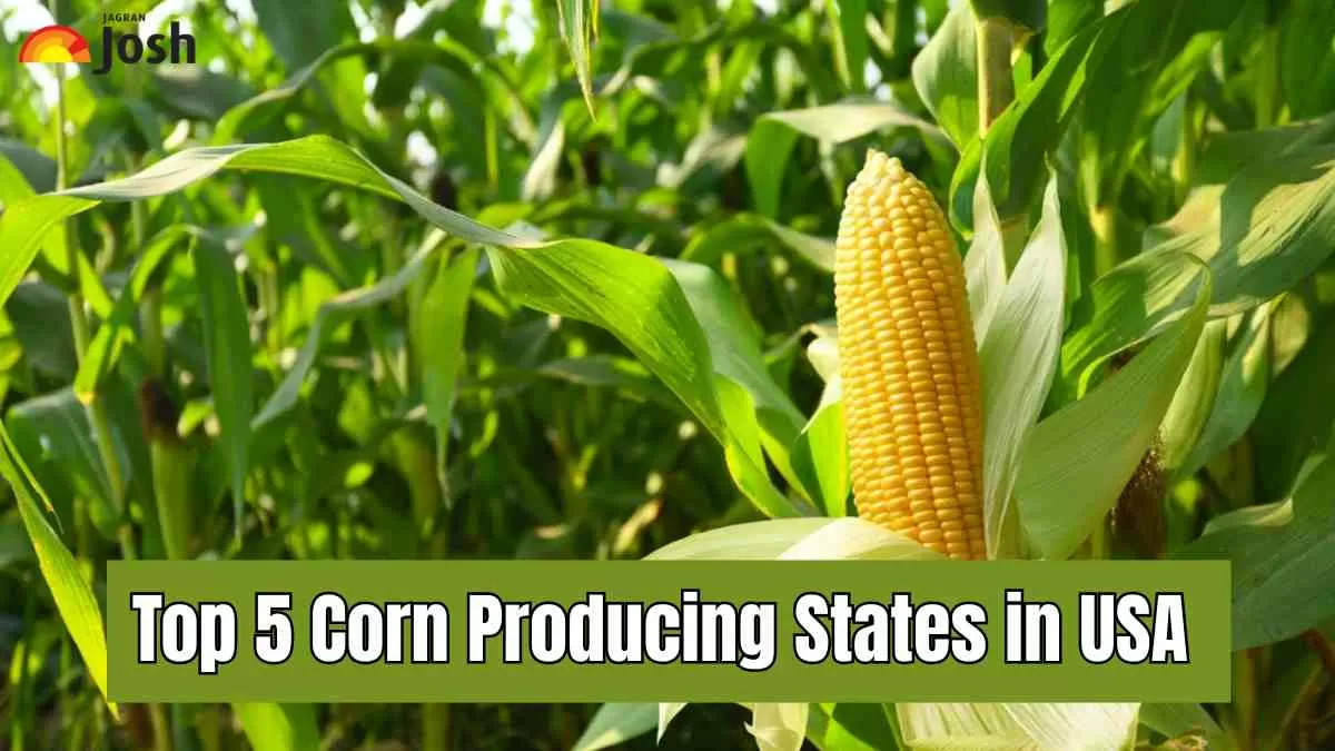 Top 5 Corn Producing States in USA