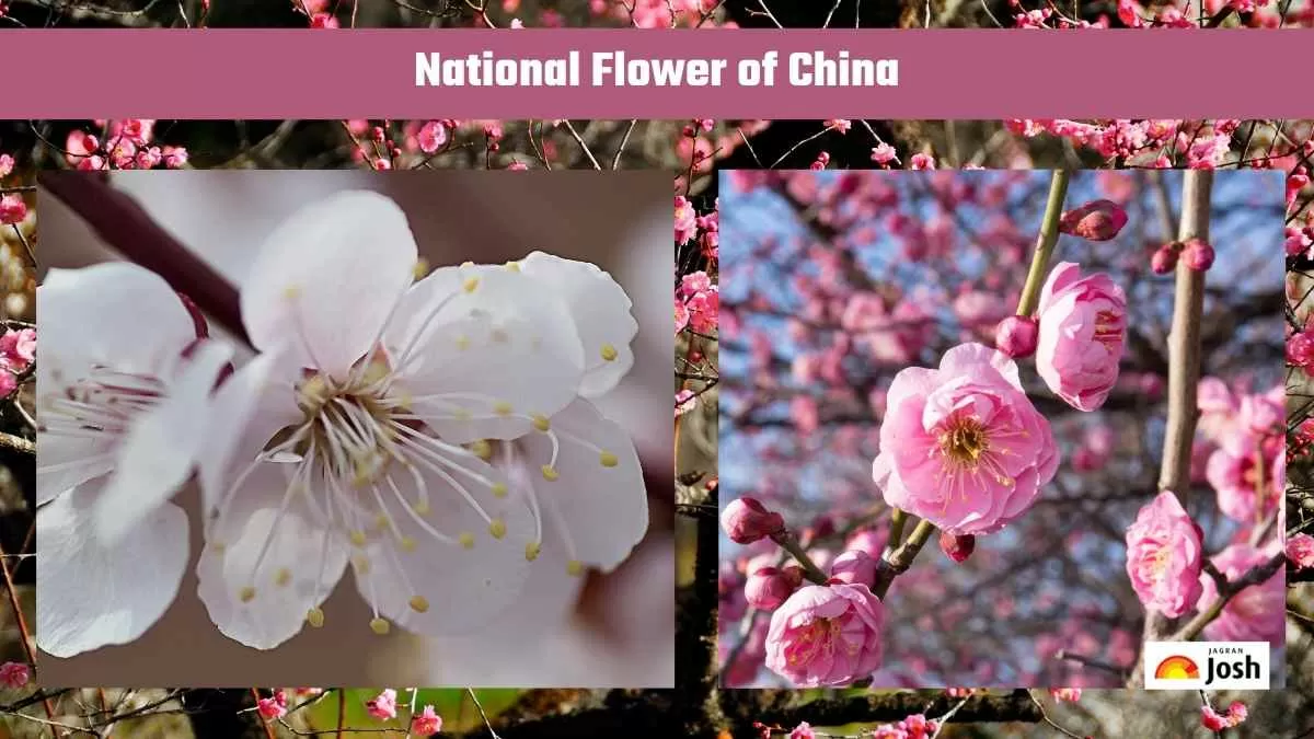 plum blossom