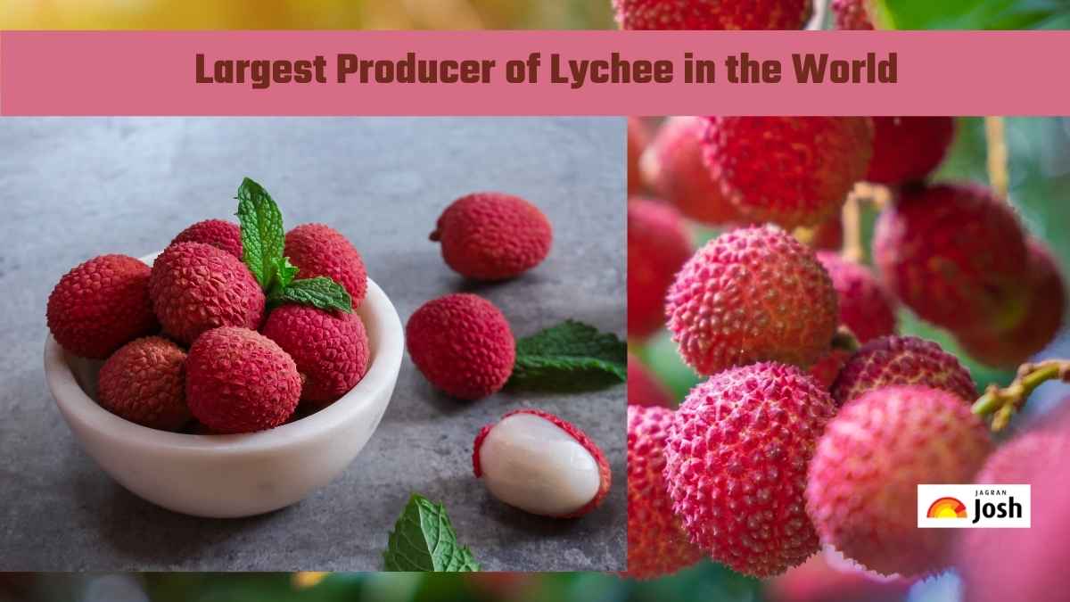 Which Country is the Largest Producer of Lychee in the World? Check List Here