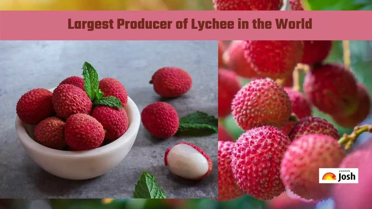 Largest Producer Of Litchi 