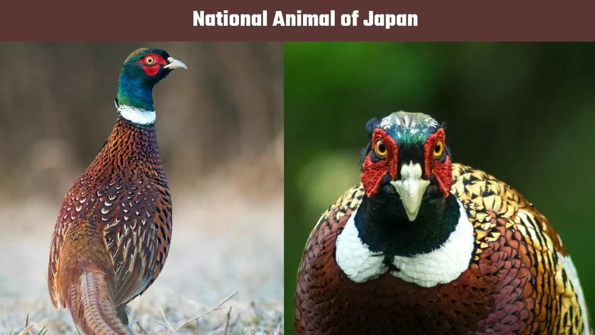 National Animal of Japan