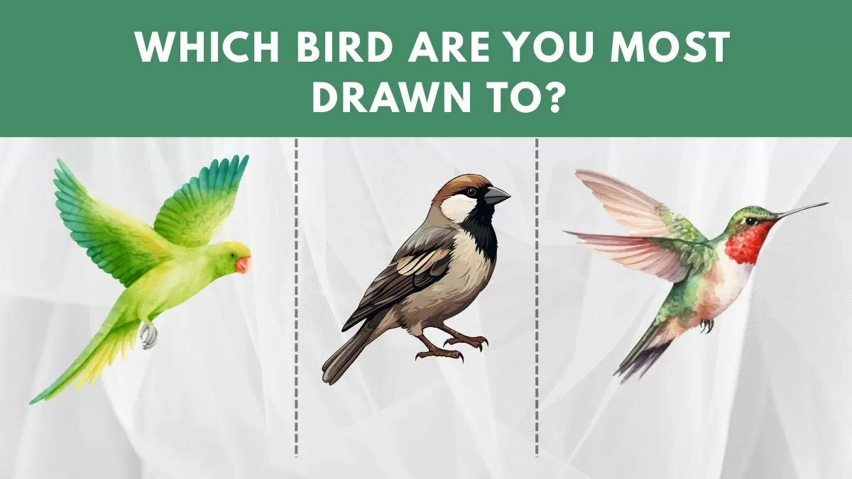 Which Bird Are You Most Drawn To?
