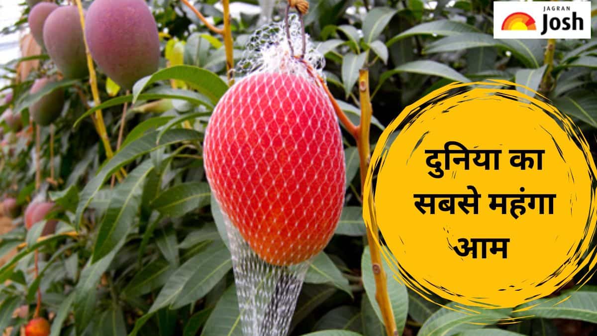 यह है दुनिया का सबसे महंगा आम, एक किलो कीमत करे देगी हैरान 