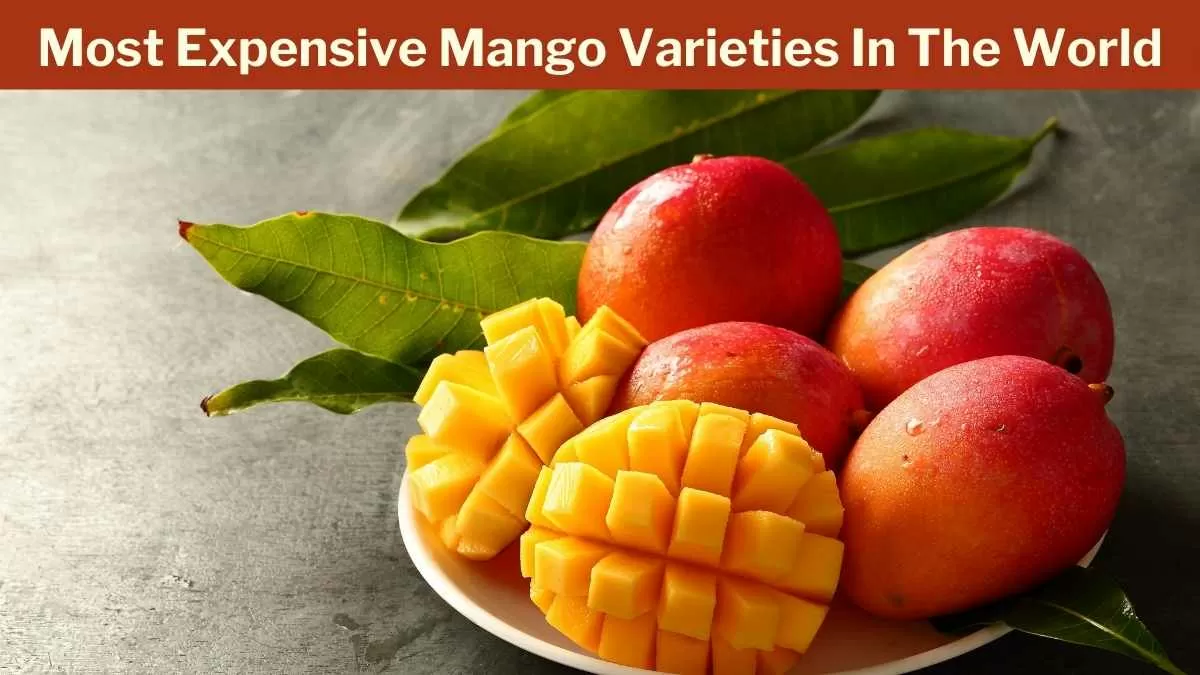 Most Expensive Mango Varieties In The World