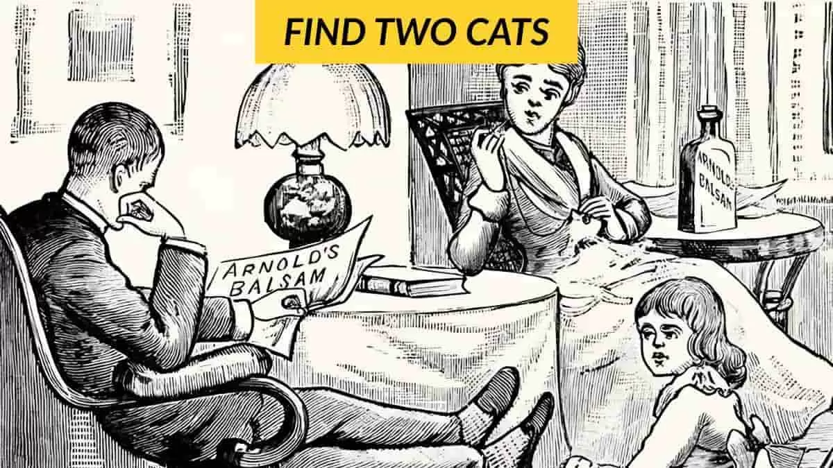 Find two hidden cats