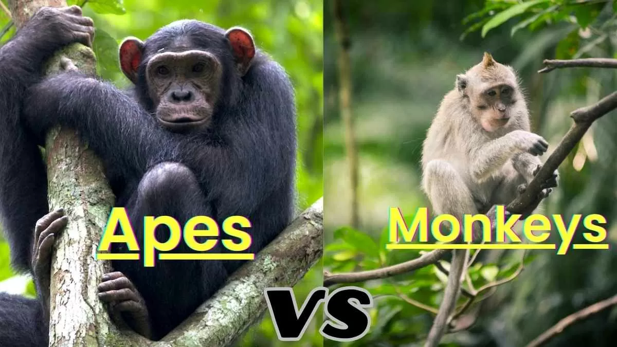 What are the key differences between apes and monkeys?