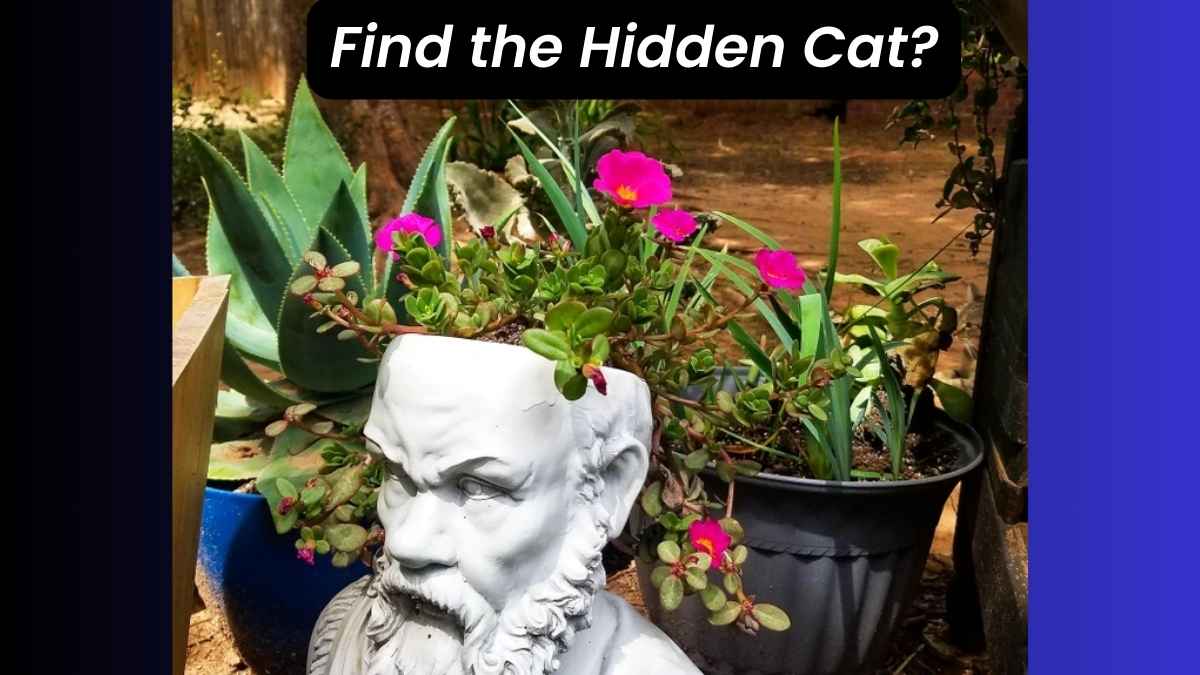 If You Have 20/20 Eye Vision, Spot The Hidden Cat In Just 9 Seconds!