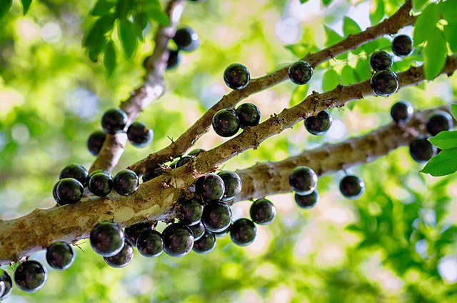 Jabuticaba