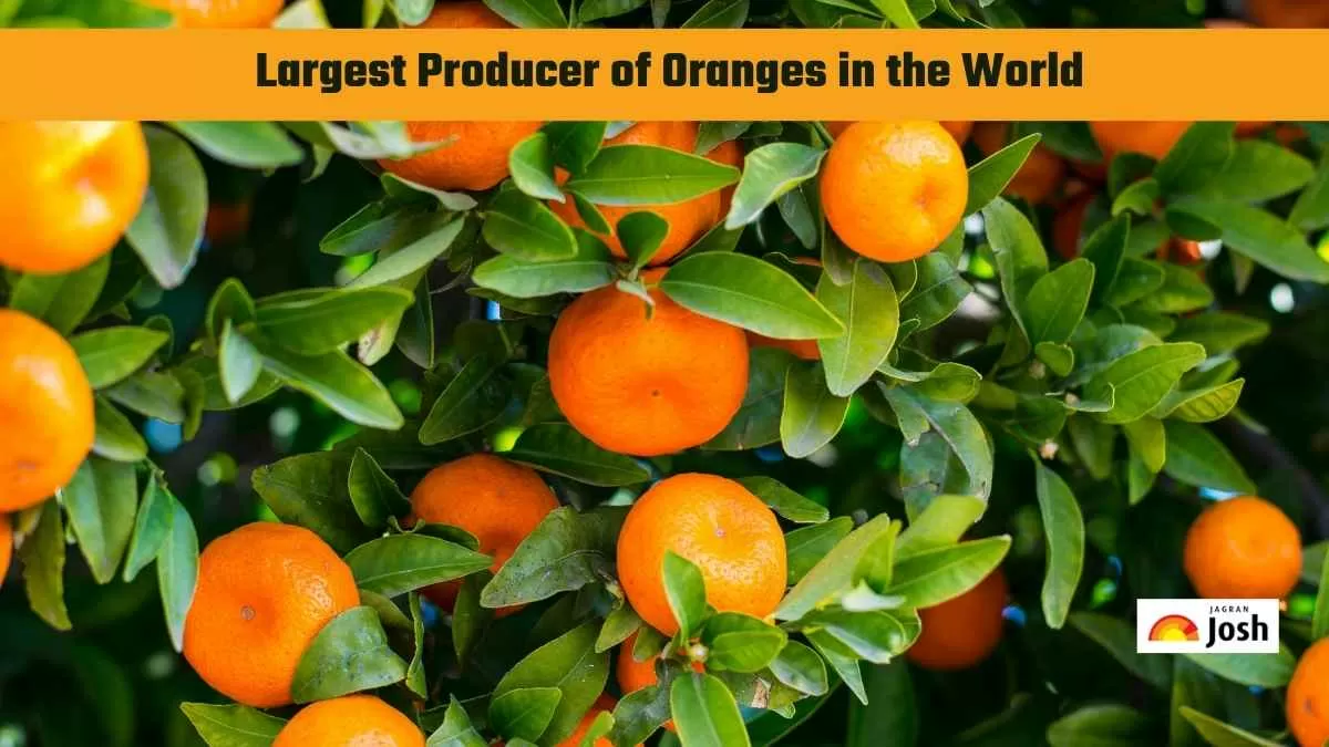 Largest Producer of Orange 