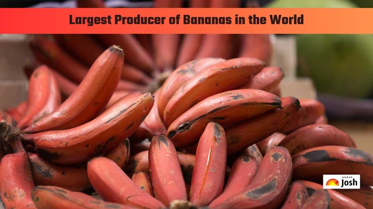 Which Country is the Largest Producer of Bananas in the World?