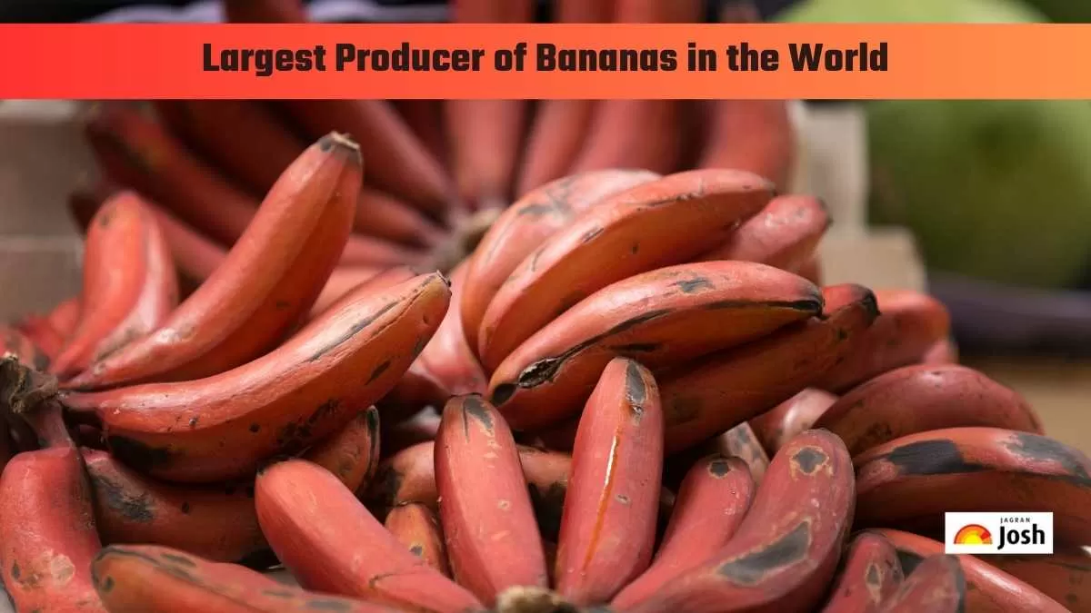 Largest Producer of Bananas in the World