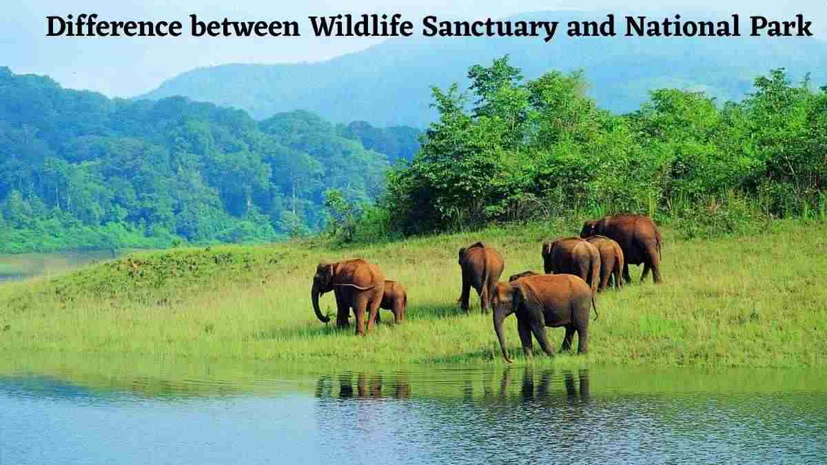 What is the Difference Between a Wildlife Sanctuary and a National Park?