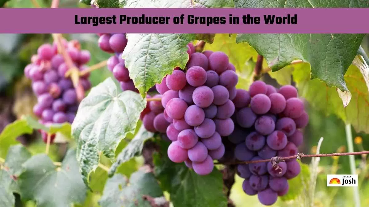 grapes