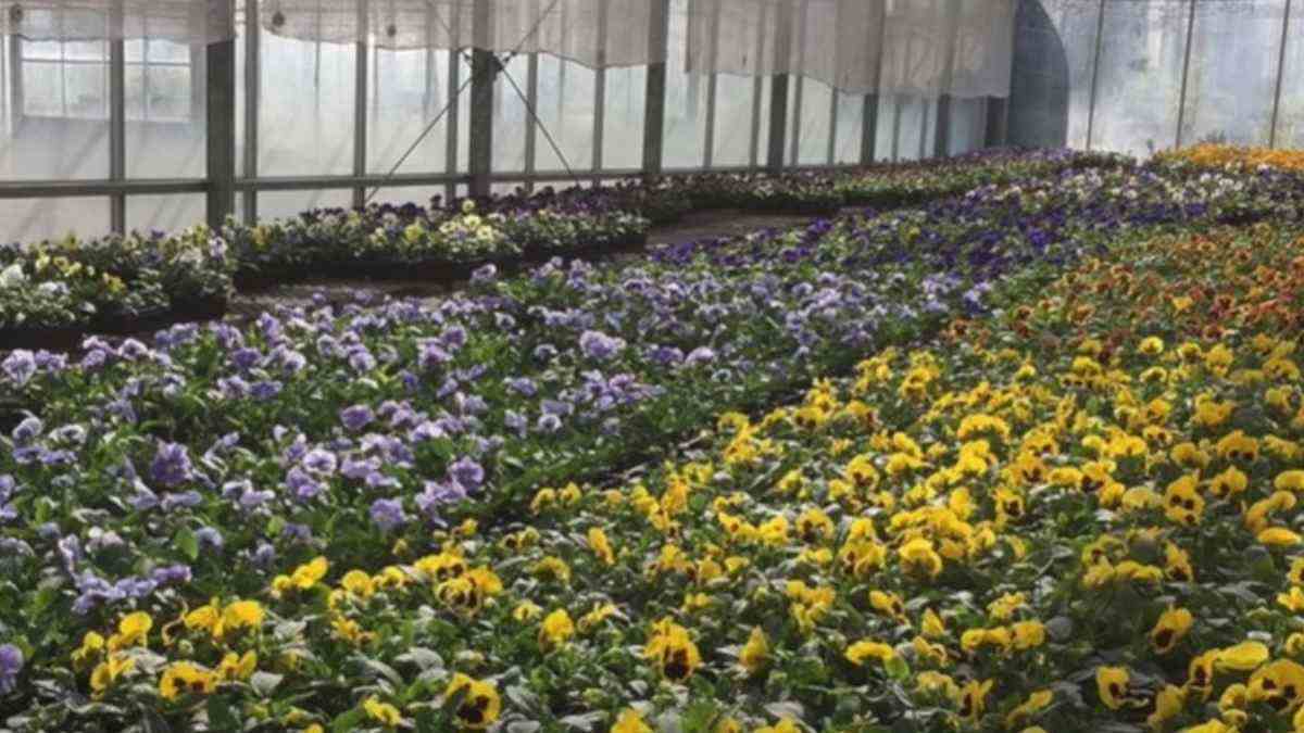 Optical Illusion: Only 1% Can Spot The Hidden Butterfly Just In 5 Seconds!