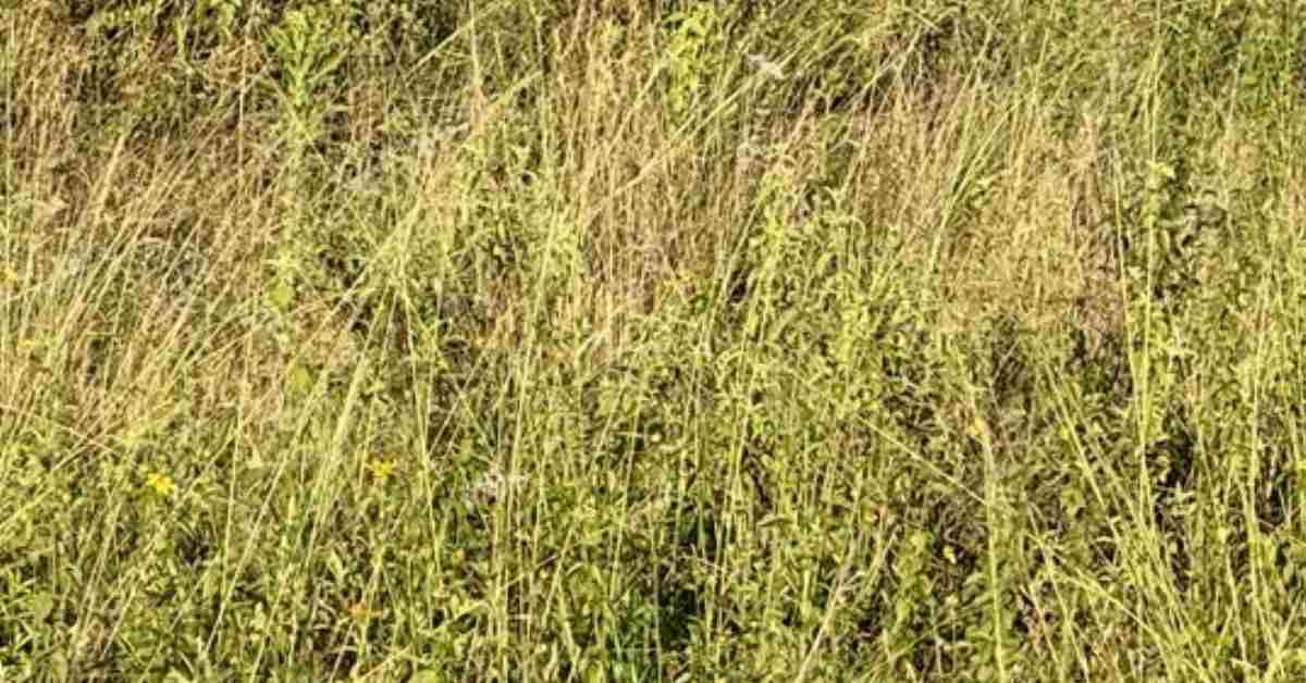 Do You Possess Legendary 4K Vision That Can Reveal the Lion Cub Concealed in This Jungle Scene?