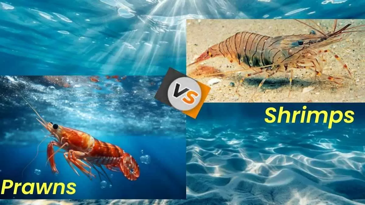 Prawns vs Shrimps: Check facts and differences about them