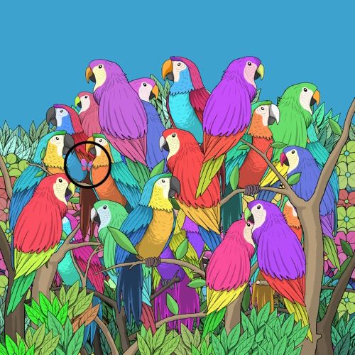 Butterfly Reveal Image