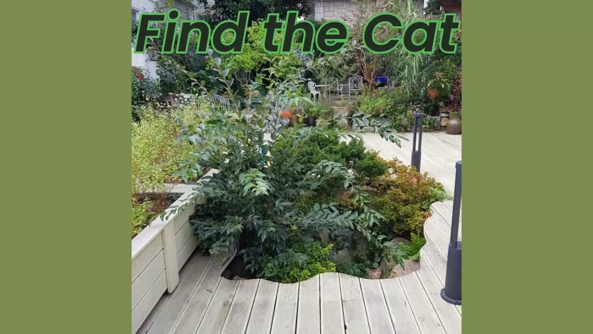  Find The Hidden Cat In Just 9 Seconds