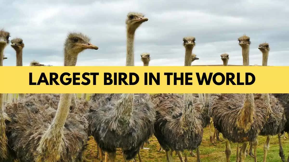 Largest Bird in the World 