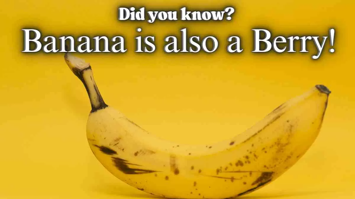 Banana is also a Berry!