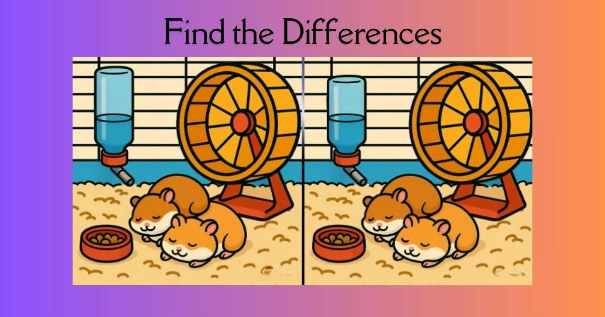 Spot the 3 Differences in Hamsters Taking Nap Beat the 19-Second Challenge!
