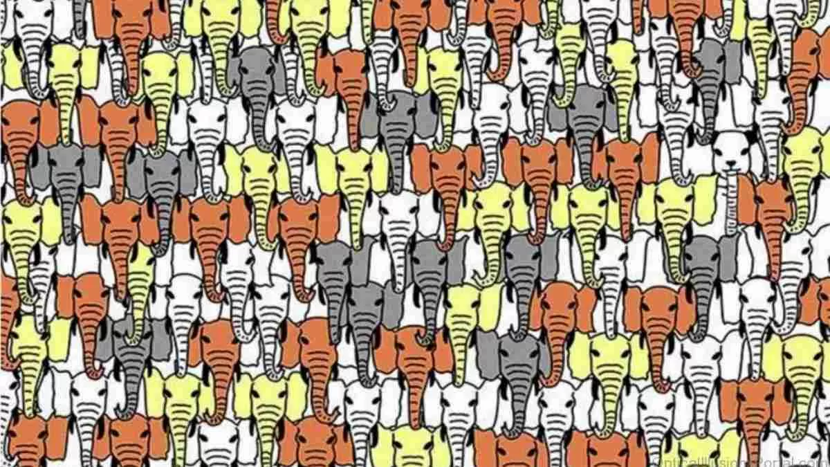 Spot the panda.