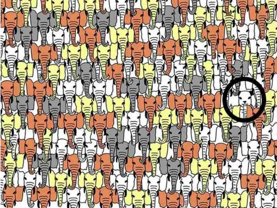 hidden optical illusions with answers