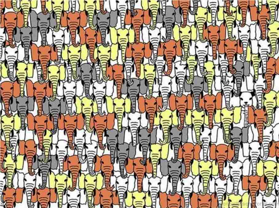 hidden optical illusions with answers