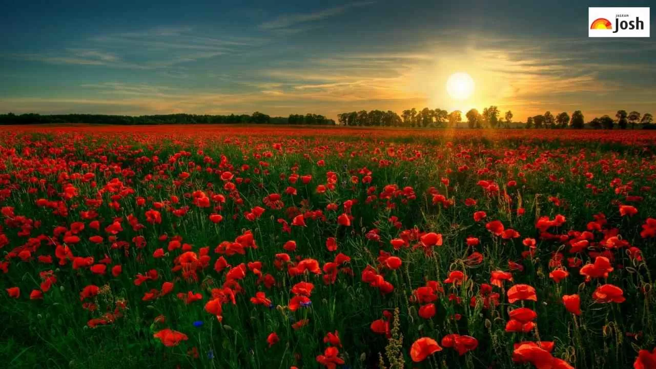 land of roses