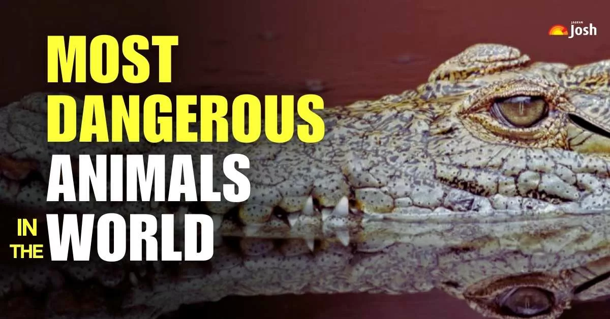 What is the No. 1 Most Dangerous Animal on Earth? List of the Deadliest Animals in the World