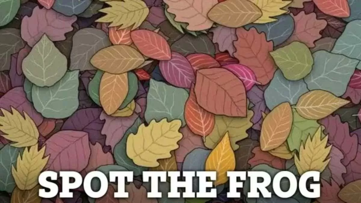 Spot the frog.