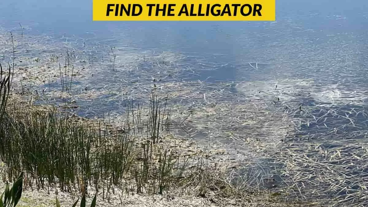 Find the alligator