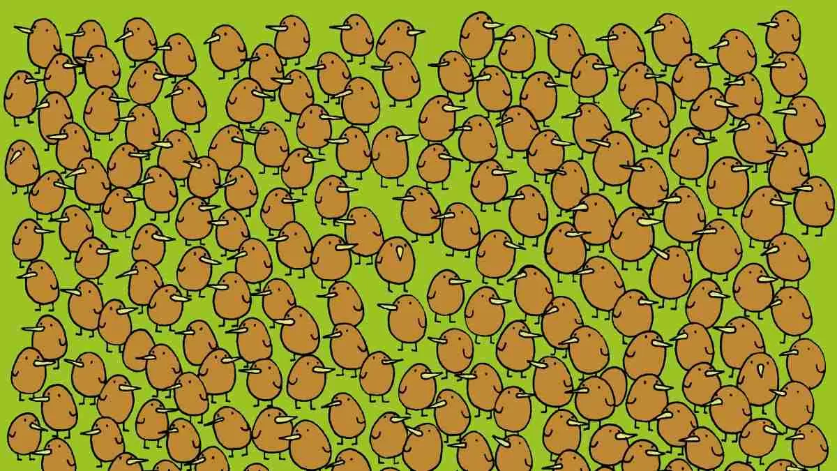 Spot four kiwis.