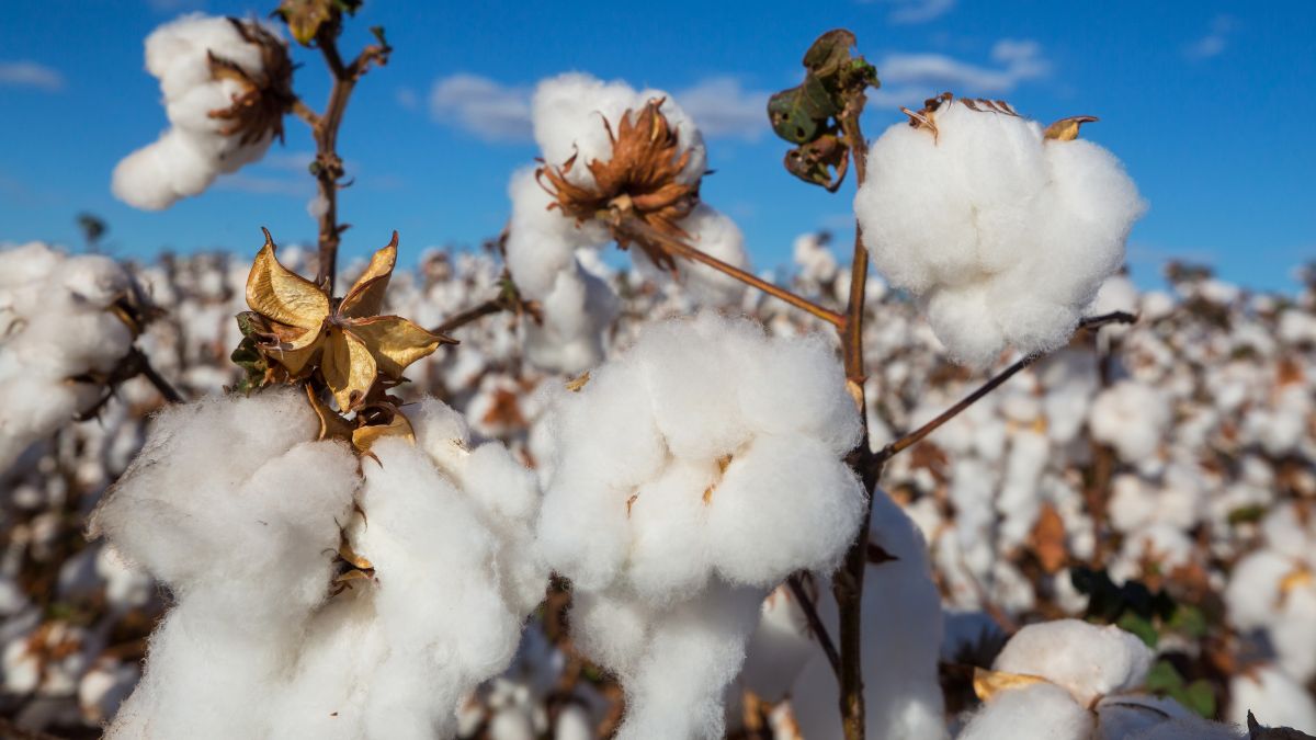 cotton producer